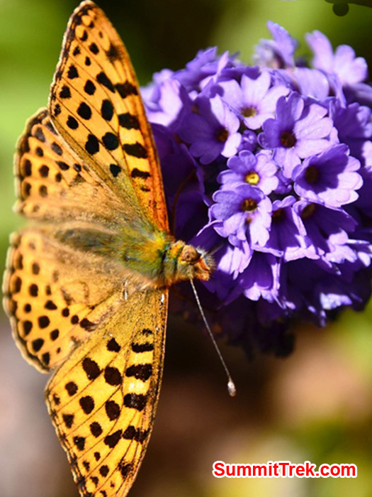 Golden butterfly on a purple flower near Kote Village. Photo by Michael Moritz