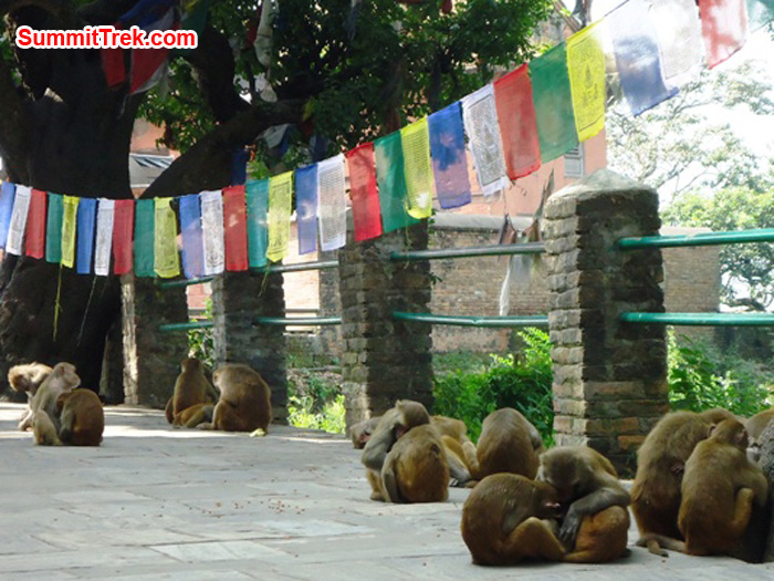 A monkey clan grooms one another beneath prayer flags at the monkey temple in Kathmandu. Photo by Carla Strong