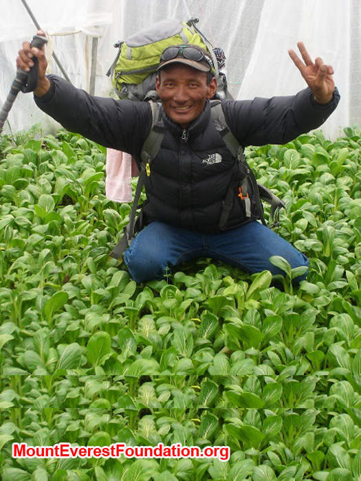 Jangbu Sherpa from the Mount Everest Foundation at the Deboche Convent, in a greenhouse filled with spinach. Thanks to Marcia Macdonald and friends for making this happen. Photo by Lakpa Gyelu
