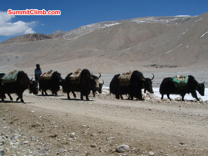 Yaks are in Basecamp to load the expedition loads. Photo Christina Kristensen