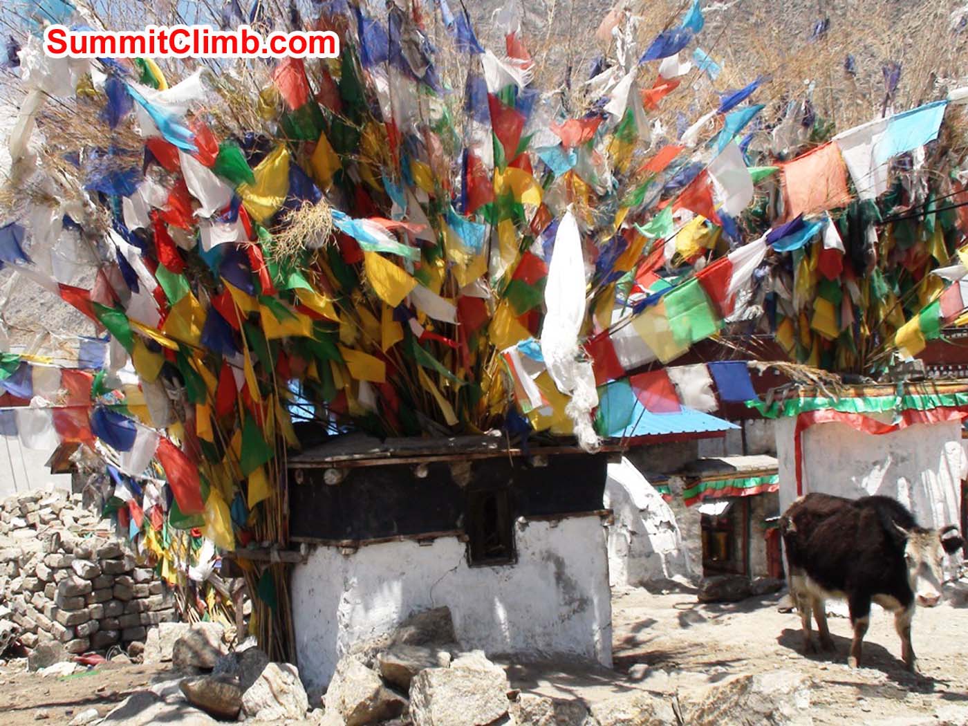 Chorten with prayer flags and a milk cow in Nyalam, Tibet. Angel Armesto photo