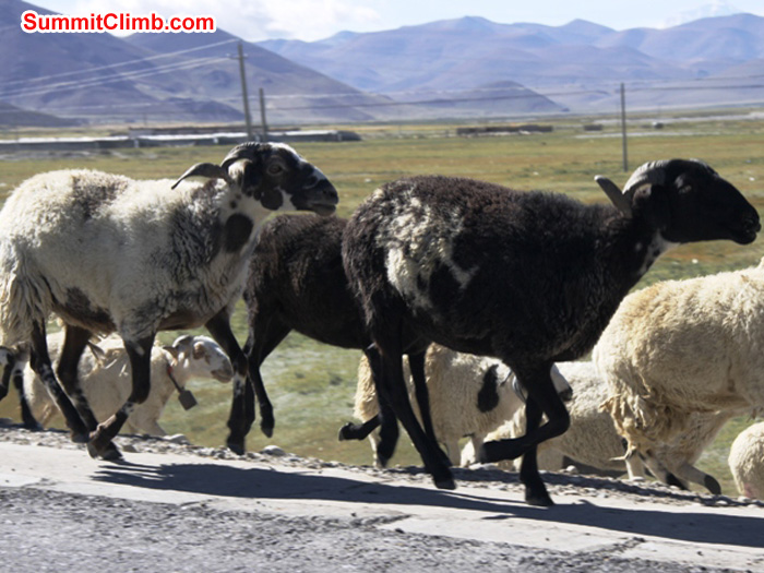 Sheep herding in Tingri. Matti Sunell Photo