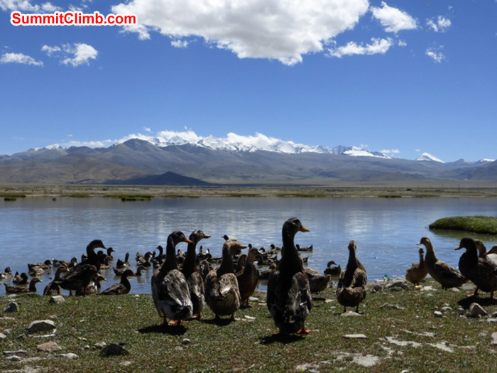 Wild Tingri ducks in front of Cho Oyu. Juergen Landmann Photo	