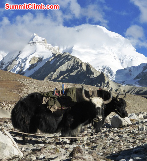 Yaks in front of a cloud bedecked Mount Cho Oyu, the 'Turquoise Goddess'. Photo by Juergen Landmann