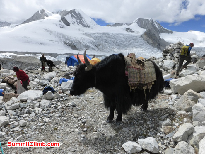A just unloaded yak in abc with lots of abc setting up activity going on all around. Juergen Landmann Photo