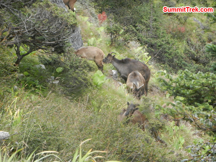 Animal seen in Namche hill. Photo by Stephanie