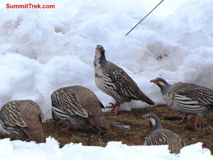 Kongma birds, also known as Himalayan Snow Cocks, munch on grass surrounded by snow. Mark van 't Hof Photo