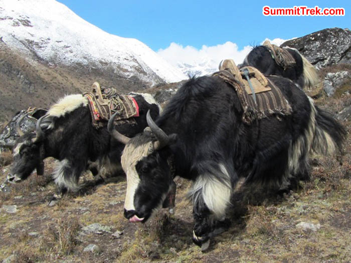 Yaks running down the hill in Pangboche. Mount Everest is barely visible behind. Photo by Mark van 't Hof
