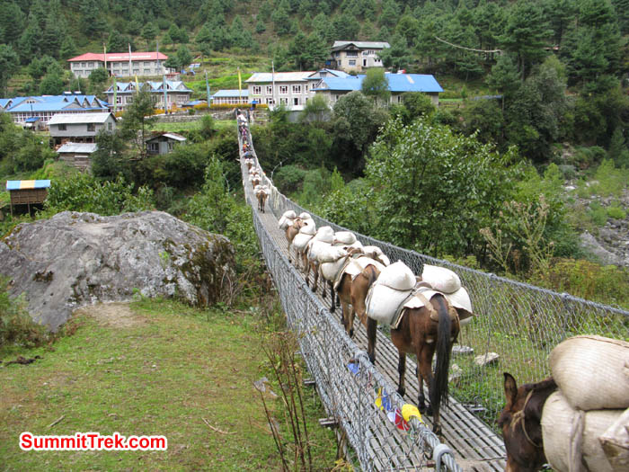 Jokiyos animal are used to carry loads in khumbu valley. 