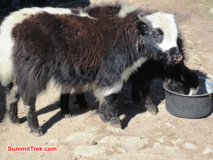 Baby yak enjoying a delicious lip licking meal. Hannah Rolfson Photo