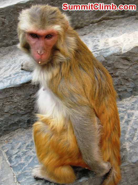 Female monkey enjoying her temple. Scott Smith Photo.
