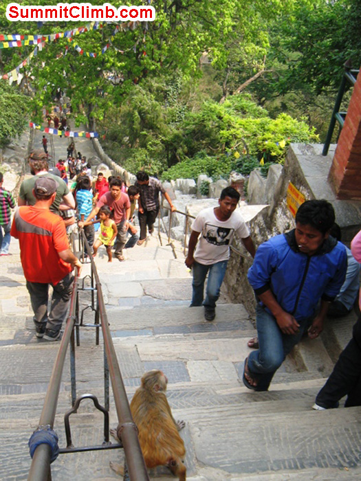 Locals, monkeys and tourists enjoy the steep climb up the steps at the monkey temple. Scott Smith Photo.