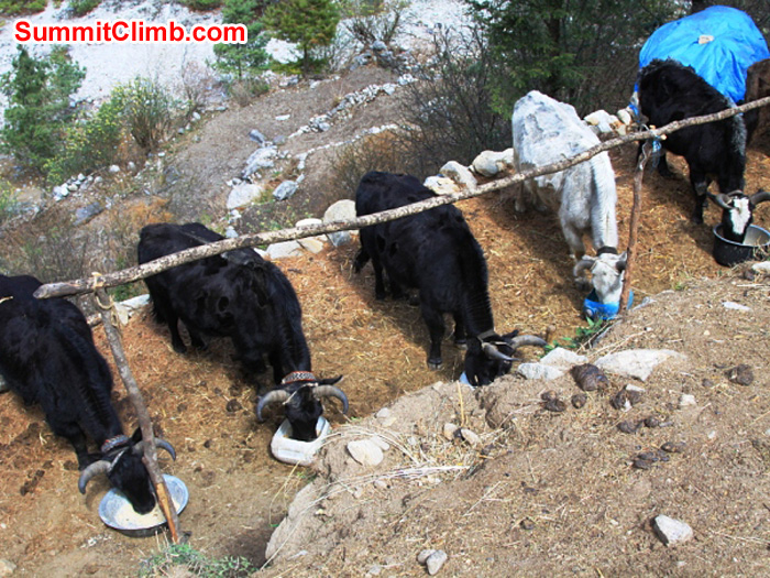 5 yaks enjoying a meal before getting to work. Monika Witkowska Photo.
