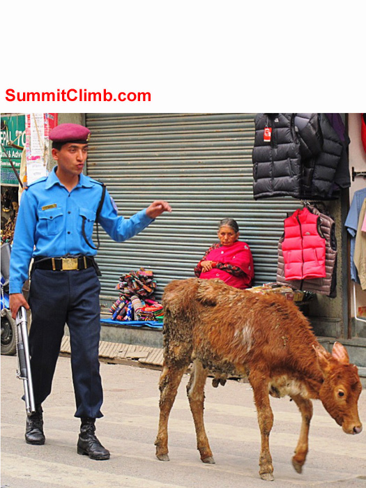 Policeman herding a cow in Kathmandu. Monika Witkowska Photo.