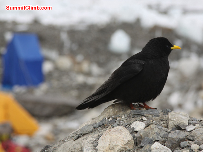 Pure black 'chuff' bird in basecamp with a blue toilet tent and a yellow sleeping tent in the background. Monika Witkowska Photo.