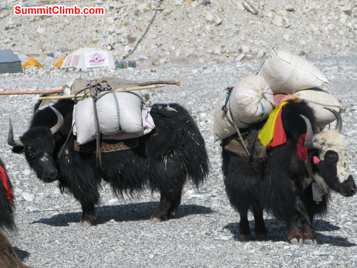 Yaks are ready to go ABC carrying grasses. Photo Rares Voda