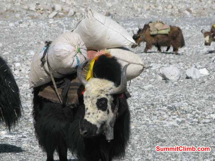 One of the strong Yak is ready to go with loads of food. Photo Rares Voda