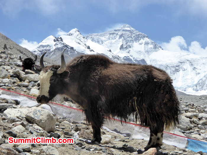After load yak taking rest background Everest