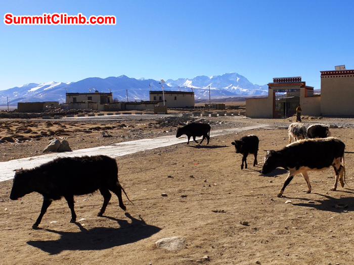 Cows make their way out to the fields for morning grass chomping. That is Cho Oyu in the background