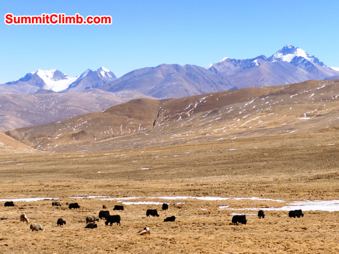 Lovely Yak studded valley on the drive out to the Tibetan Plateau