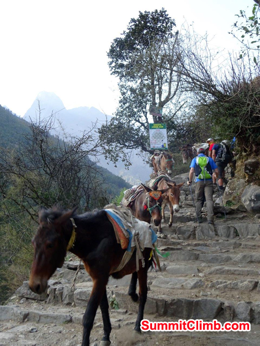 Mules going back to Luka after loading up. Photo Jeff Sorrel