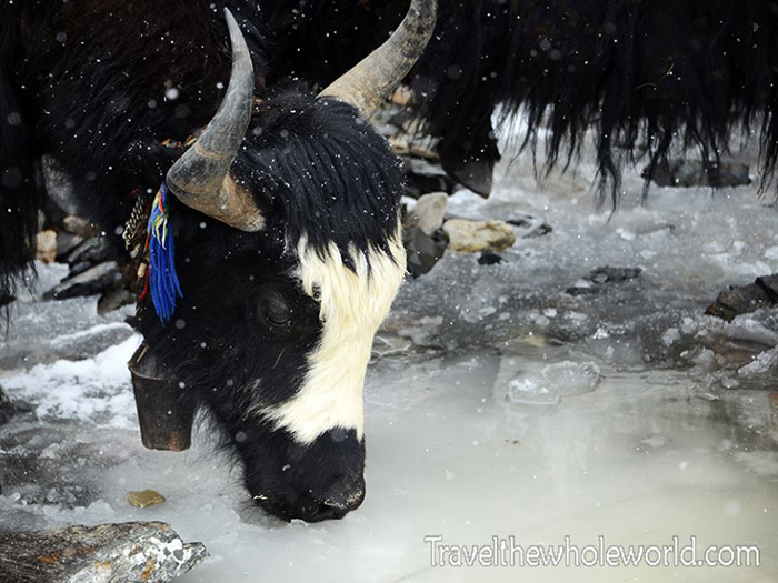 Yak drinking water from Ice
