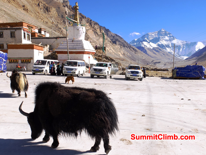 Yaks and dogs enjoy the car park at the Rongbuk Monastery