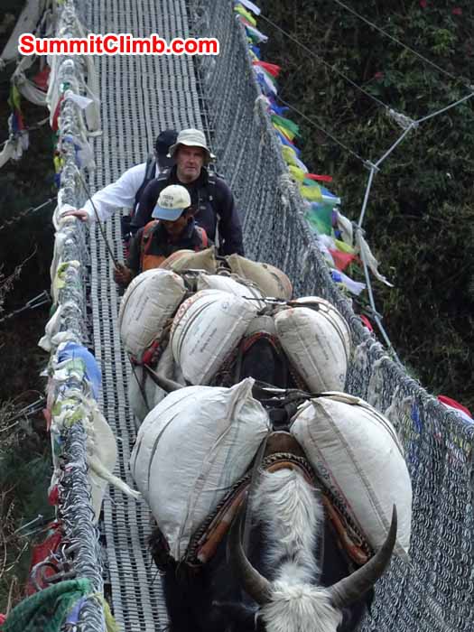 Yaks on the bridge in front of Roger and Gary on the trek. photograph by James Grieve