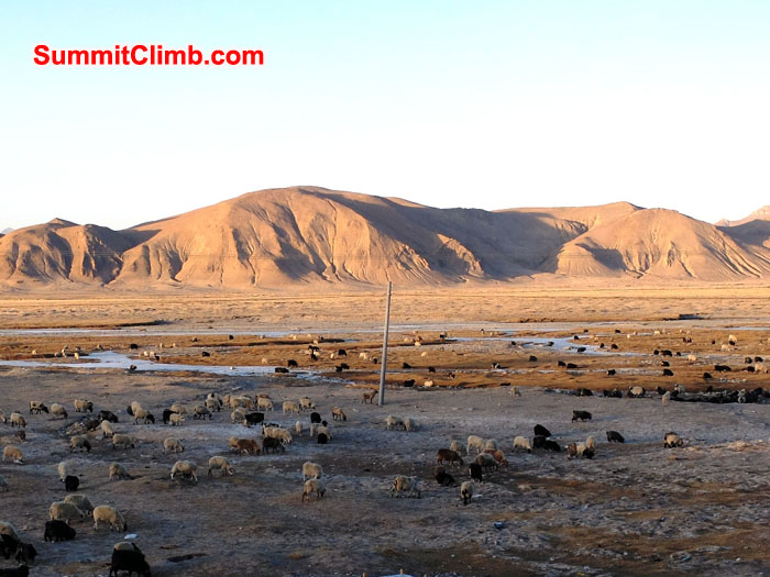 walk behind the one main street of Tingri to see the Tibetan plateau dotted with sheep. 