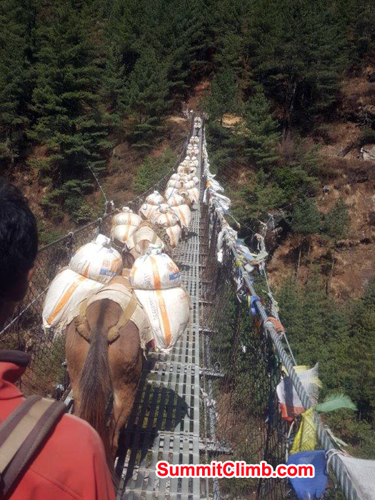 one of the many suspension bridge  and lots of donkey with loads