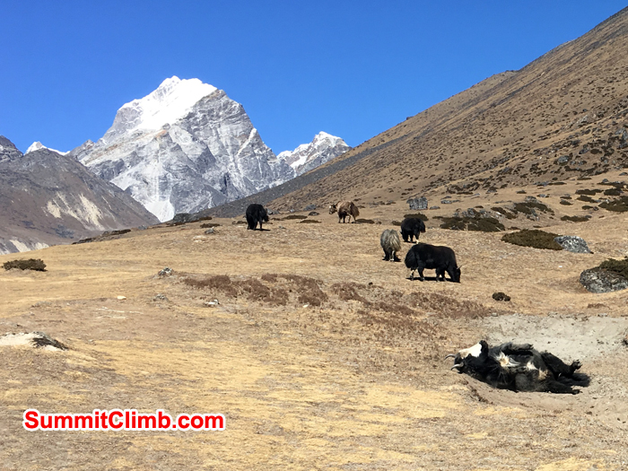 Yaks and lobuche mountain in background. Photo Andrew Turvey