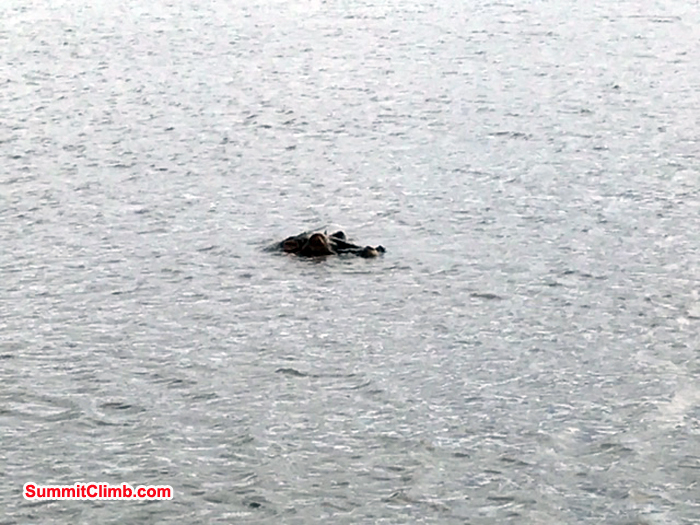 Hippopotamus under water