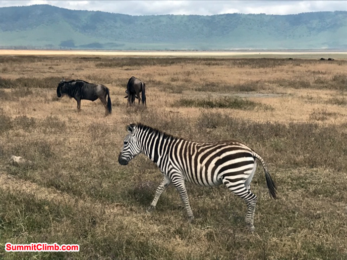 Zebra and other wide animal seen during africa tour