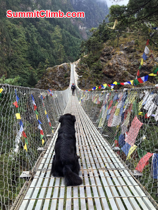 dog in the bridge