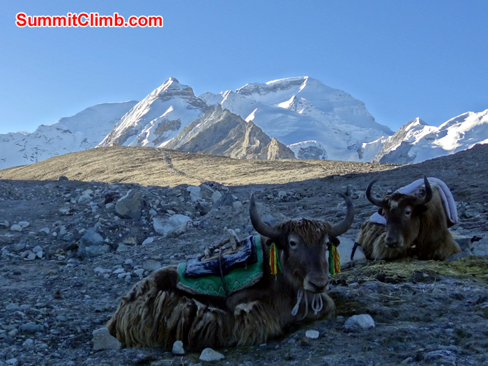 yaks with mountain