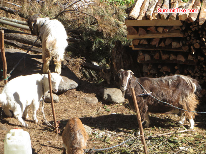 Farming animal as goat. Photo Aless.