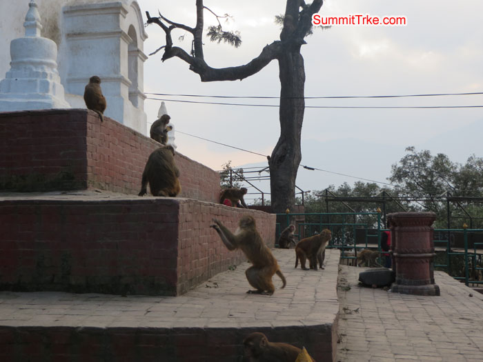 Monkeys are in Shoyambhu Nath. Photo Aless.
