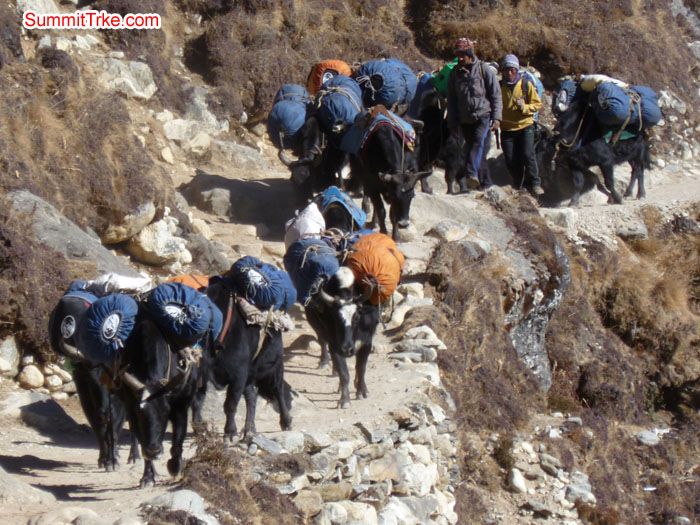 Jokiyos are use for carrying load in Khumbu vally. Photo Scott.