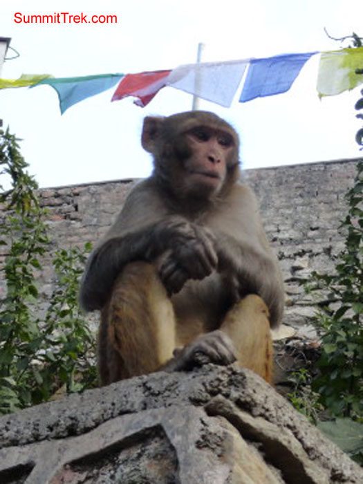 Monkey at Shoyambhu Nath. Photo Darek