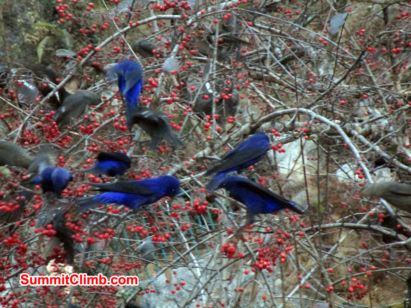 These were crows of some sort, who kept flying up and down the valley, taking these berries back with them. Photo Meryl Lipman