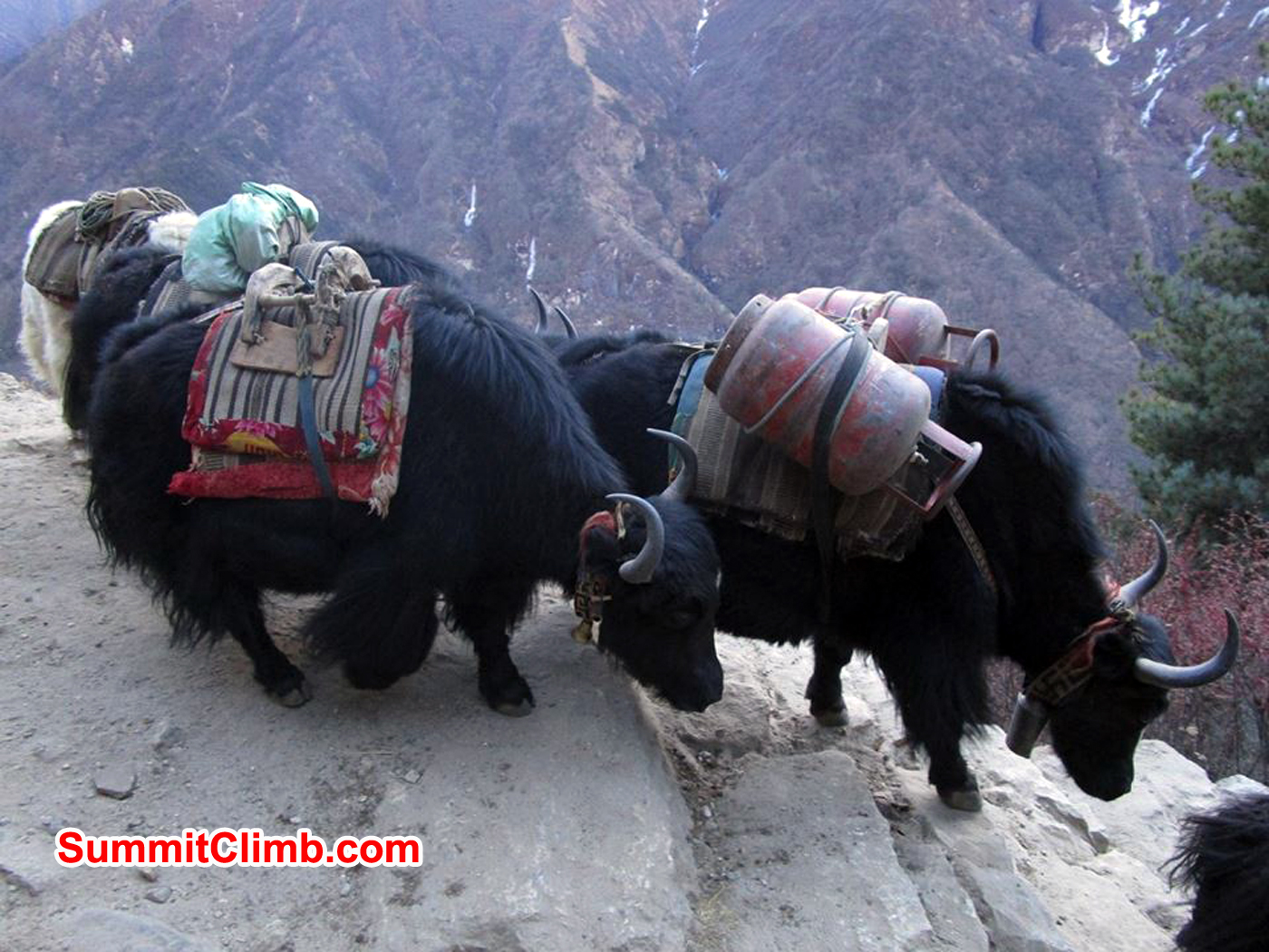 Yaks are use for carrying loads in khumbu valley. Photo Meryl Lipman