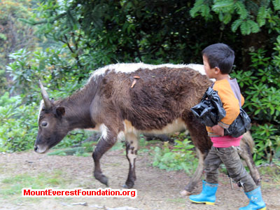 nepal volunteer trek, cow and baby
